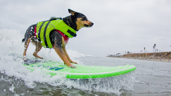 Surfing dog breaks waves and world record