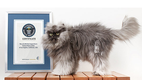 Colonel Meow, the cat with the longest fur, passes away