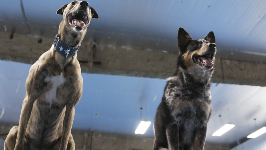 Video: Meet the two rescue dogs who have become record breaking masters