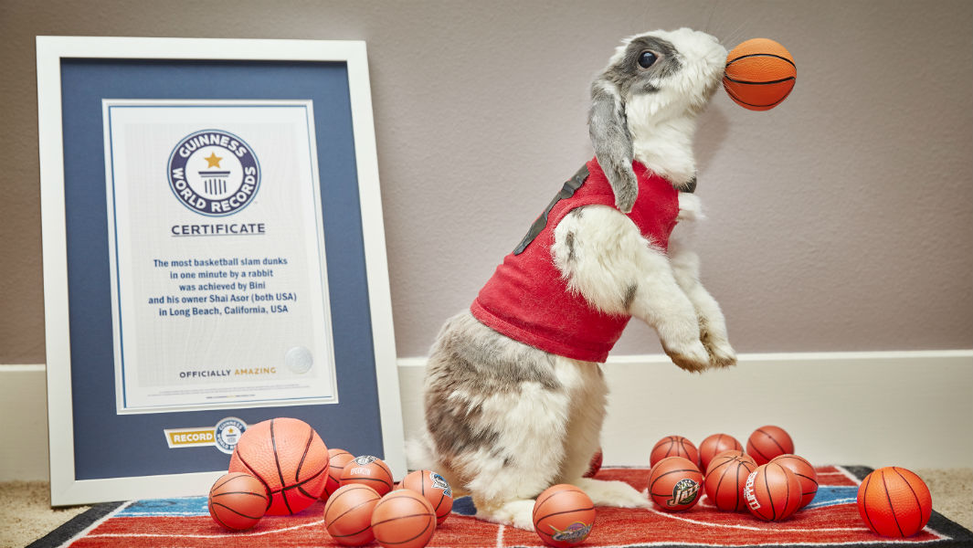 Video: Bini the bunny hops into Guinness World Records Amazing Animals