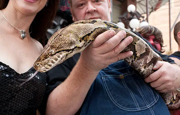 largest real snake in the world