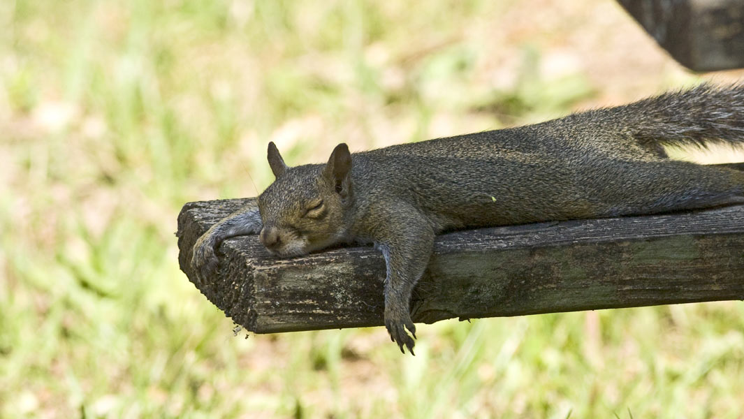 Snooze and you… win! Meet the animals that earned records in their sleep