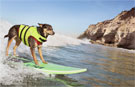 Video: Meet Abbie Girl –the record-breaking surfing dog