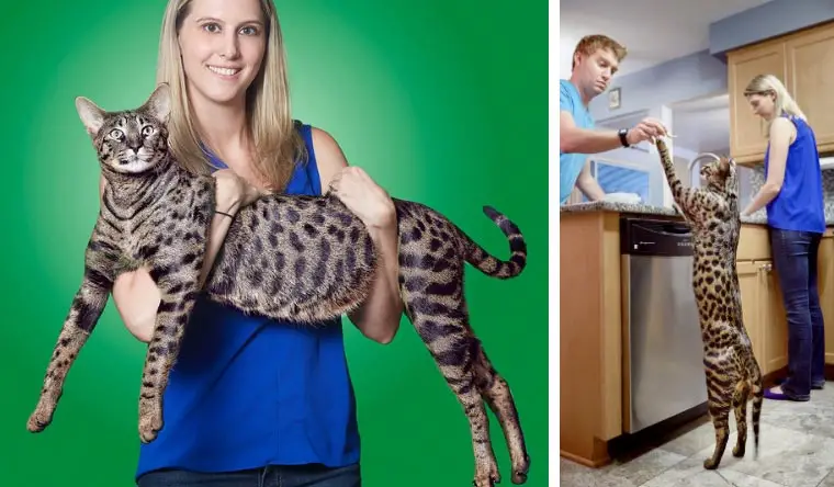 the biggest cat in the world guinness world records