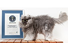 2013 in World Records - August: Colonel Meow, Martin Luther King, others make sure Sharknado doesn't take over the month