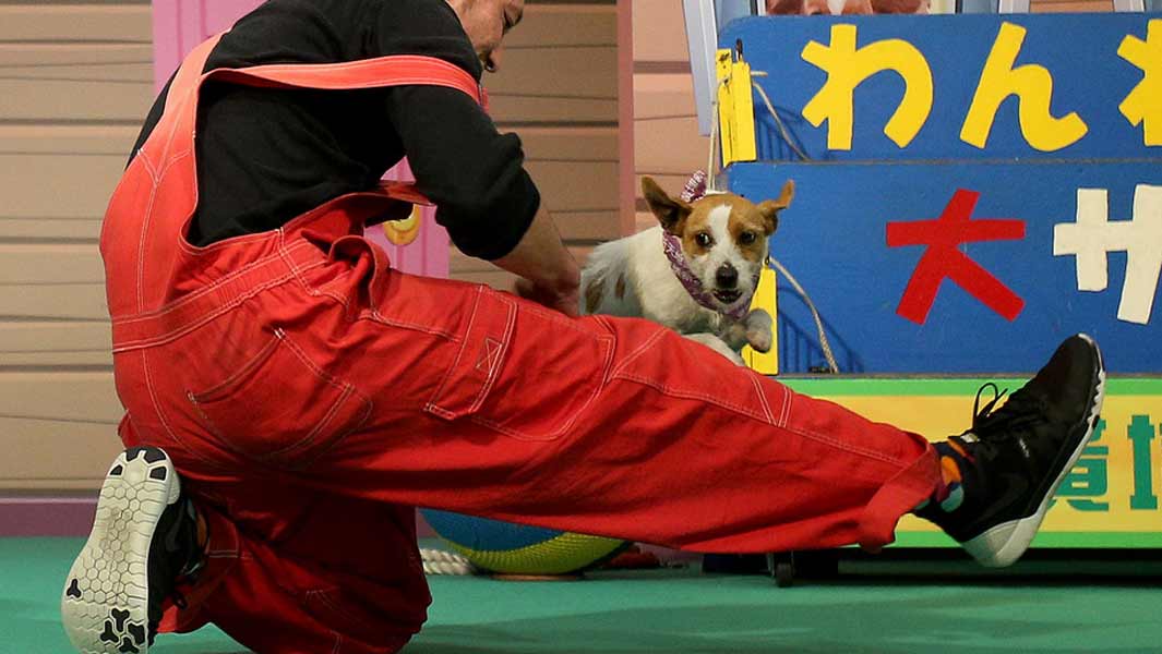Dog and owner break leg-jumping record to help raise awareness of abandoned animals