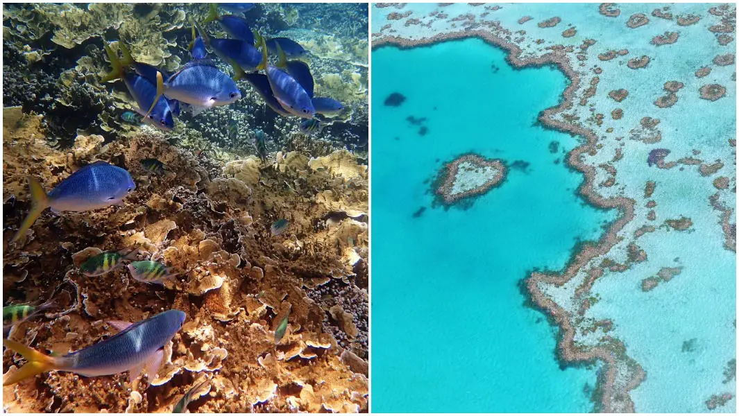 How the Great Barrier Reef is dying and why you should care