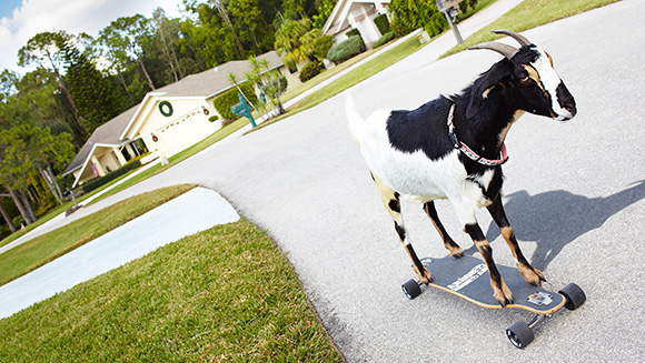 Video: Happie the incredible skateboarding goat