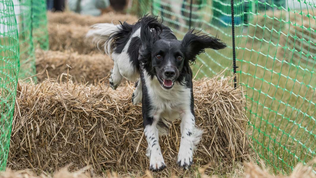 DogFest: Take on a Guinness World Records challenge at the ultimate dogs day out