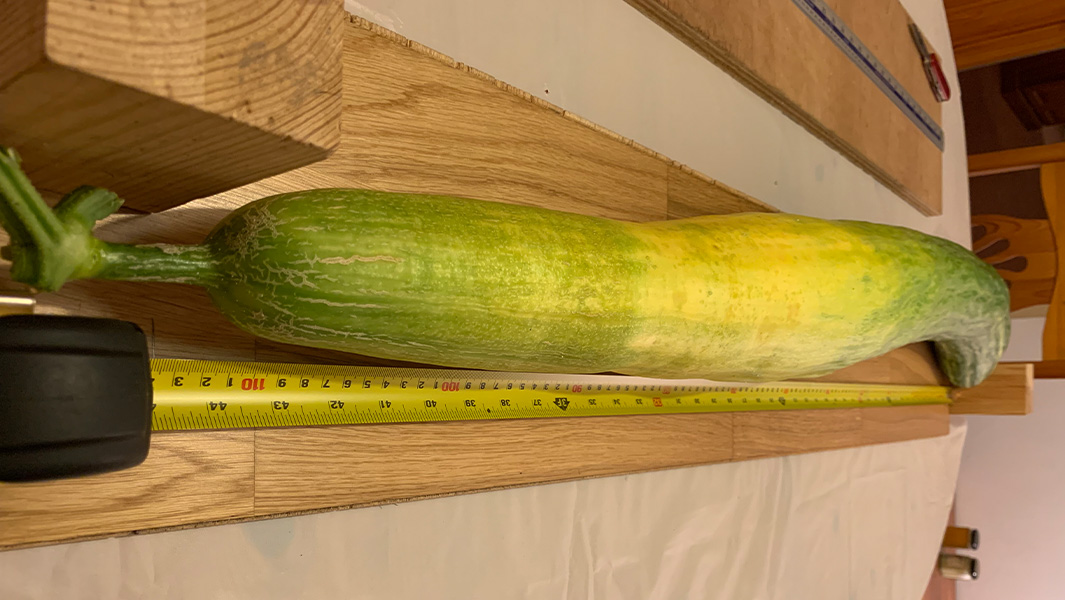 World's longest cucumber record broken by Polish grower