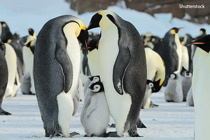 The Emperor Penguin And The Great