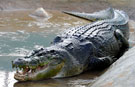 Lolong, The World's Largest Crocodile In Captivity, Dies In The Philippines