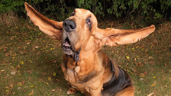 Video Classics: Tigger the Bloodhound has the longest ears on a dog ever |  Guinness World Records
