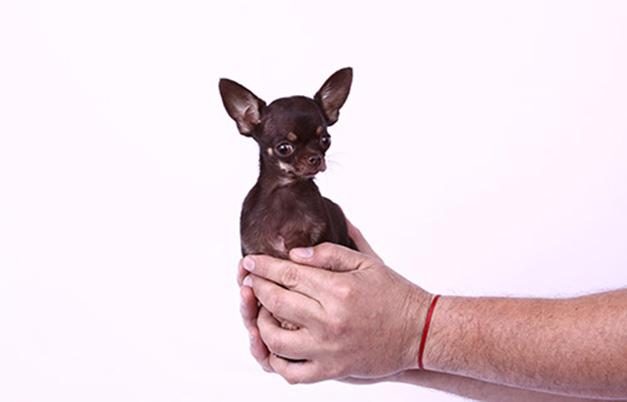 the smallest dog on earth