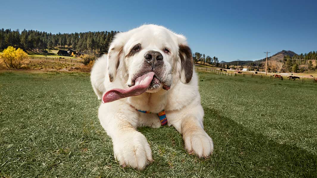 Video: Meet Mochi, the dog with the longest tongue