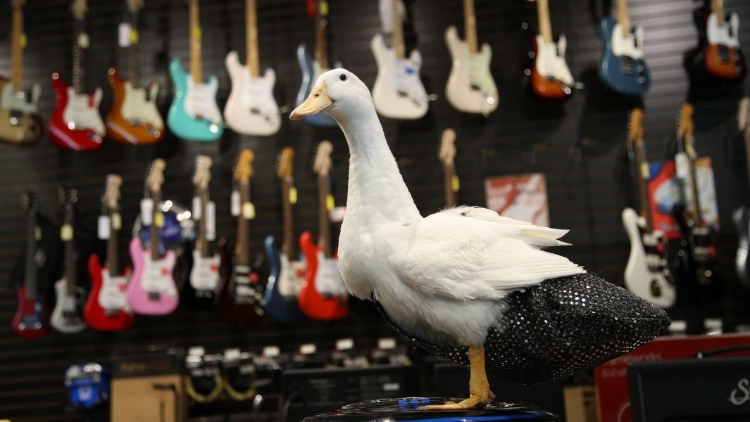 Instagram-famous duck Ben Afquack waddles into Guinness World Records 2021