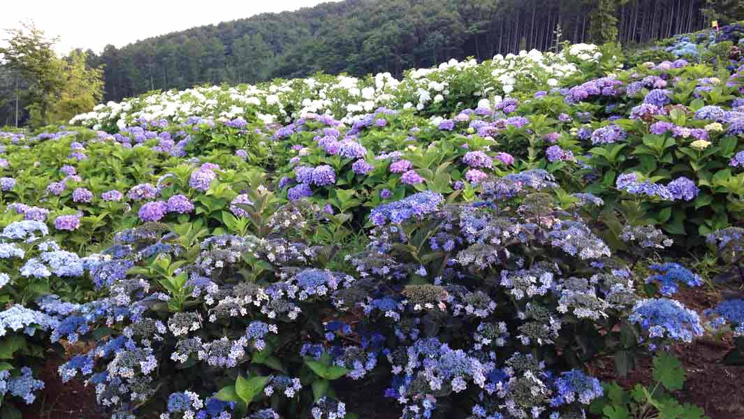 How an act of goodwill has turned into a record-breaking hydrangea park