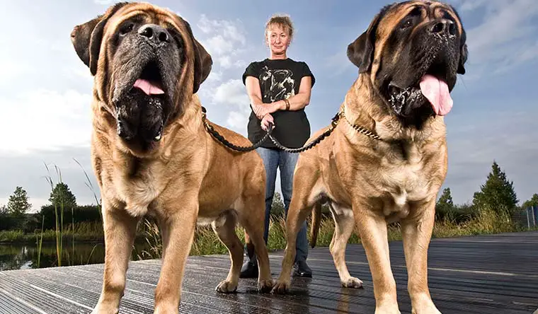 biggest dog breed in the world 2019