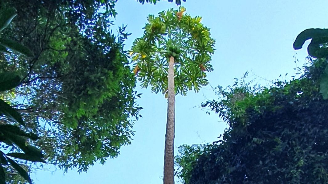 World's tallest papaya tree discovered in Brazil 