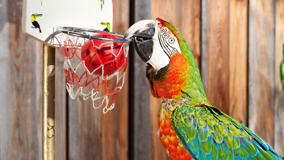 Zac - holder of the record for most basketballs slam-dunked by a parrot in a minute - video
