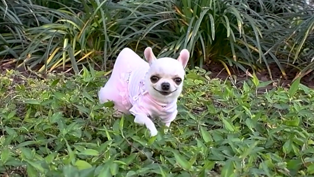 A day in the life of the world’s shortest dog, Pearl