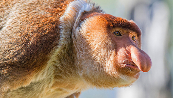 Celebrate the Chinese New Year of the Monkey with these amazing primate records