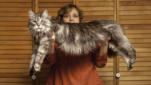 My Story: Robin Hendrickson on the life of Stewie, the world's longest cat