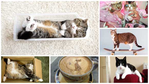International Cat Day: A timeline of the world’s most fascinating feline record breakers