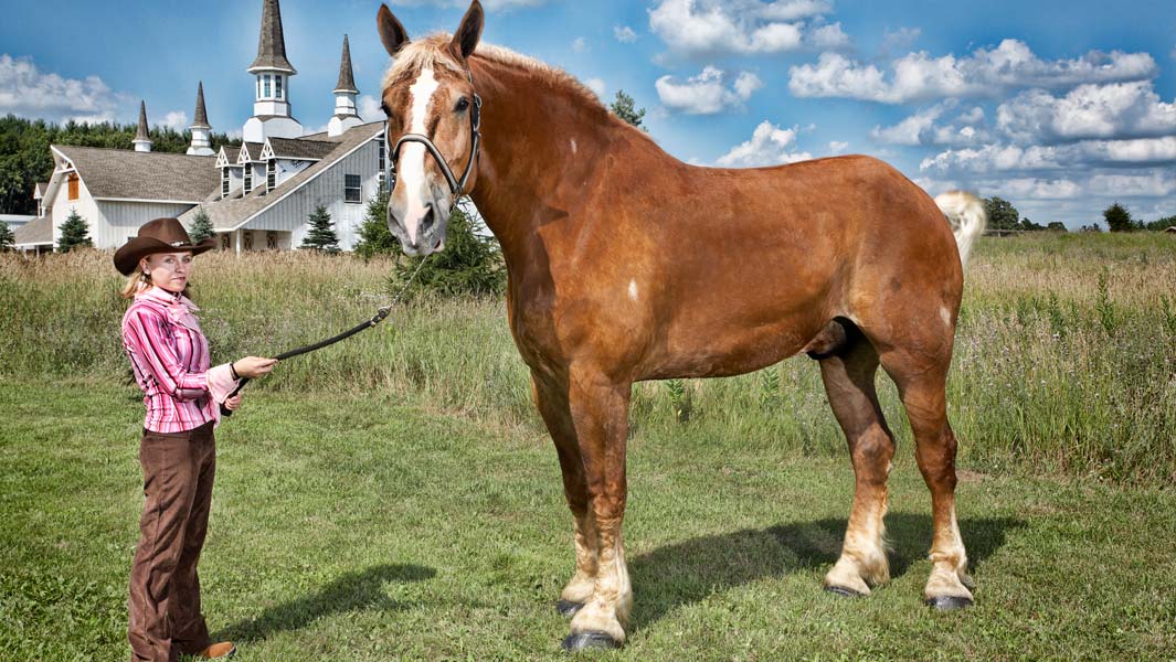 Big Jake Horse Tcm25 558878 