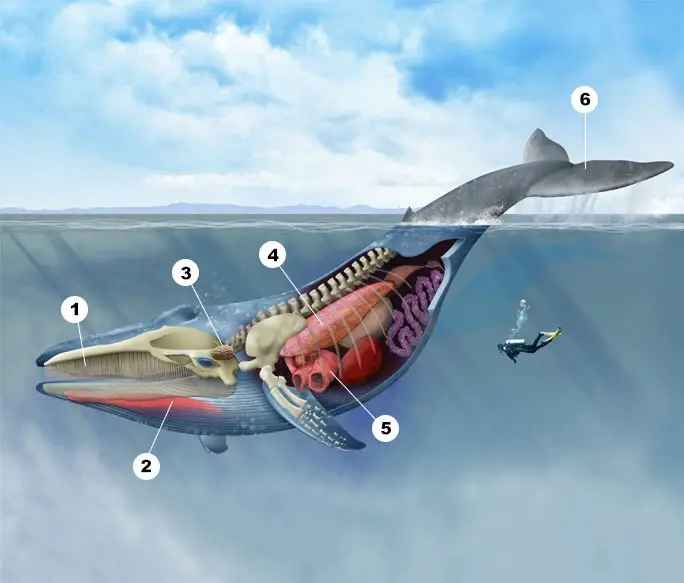blue whale tongue