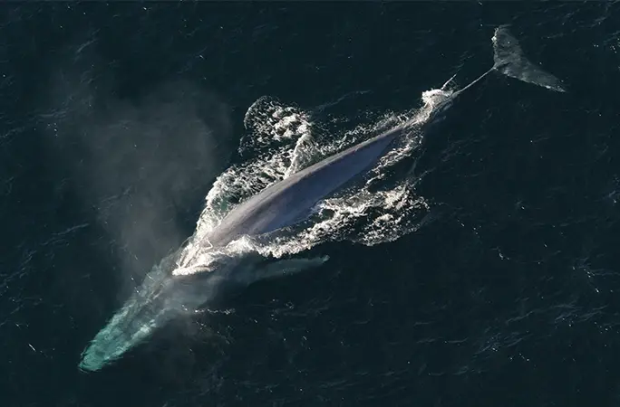 blue whale swimming