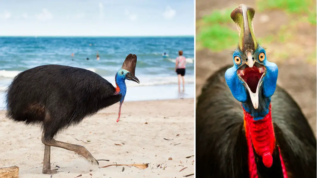 Why The Cassowary Is The World S Most Dangerous Bird Guinness World Records
