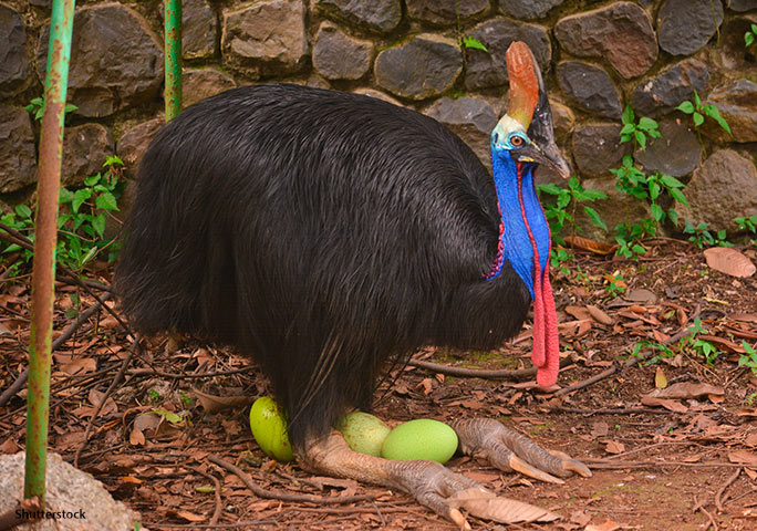 cassowary-with-eggs