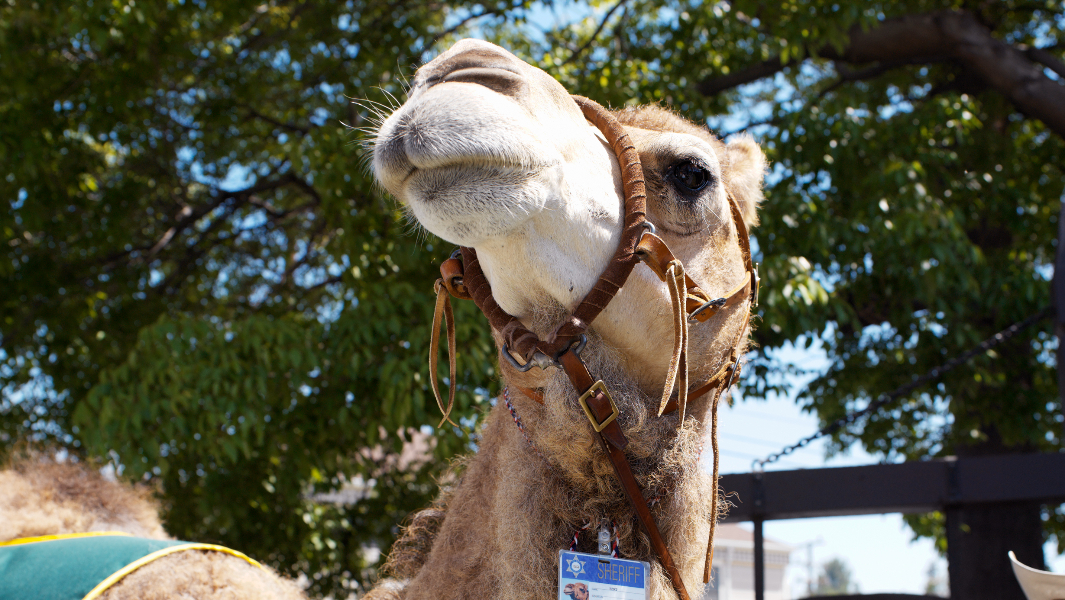 Meet Bert, the highest-ranking law enforcement camel who patrolled LA