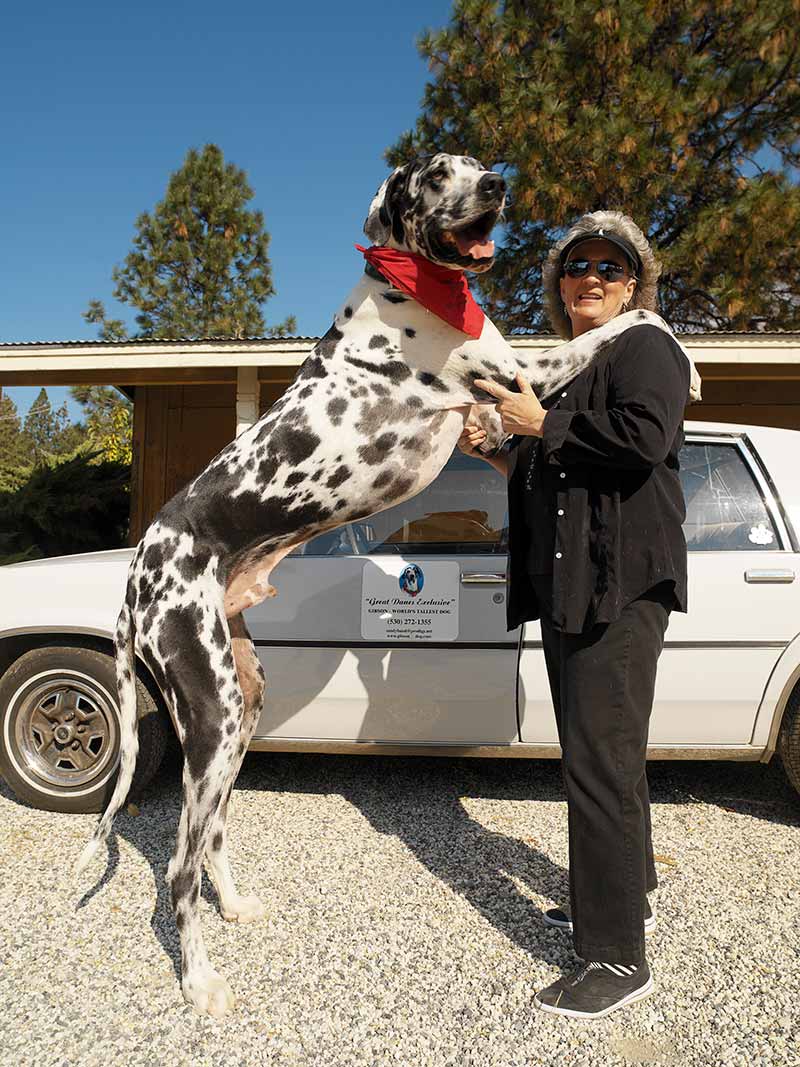 Gibson tallest dog ever - former record holder