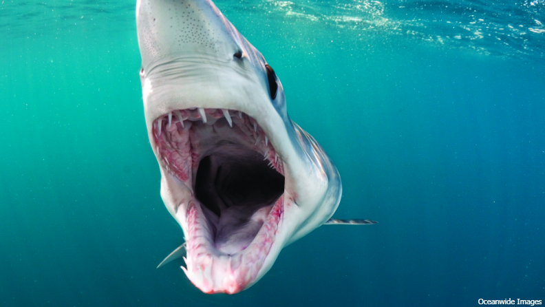 world record shark