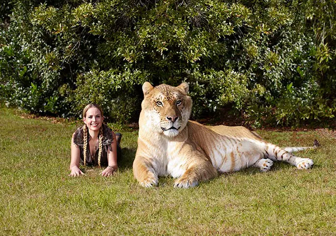 largest type of big cat in the world