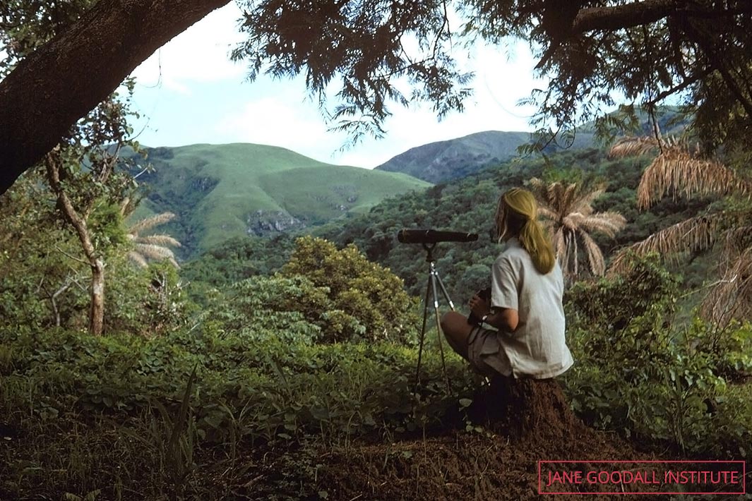 Jane looks out from The Peak, one of her favourite spots to observe chimps at Gombe in the early days
