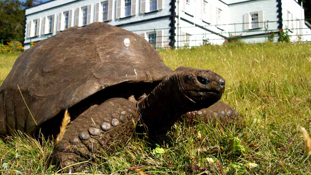 Introducing Jonathan, the world’s oldest animal on land at 187 years old