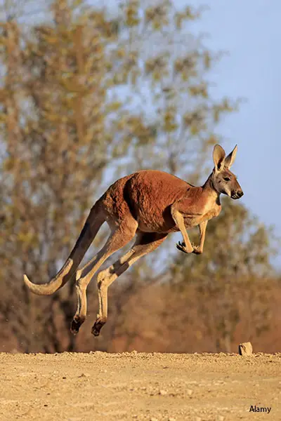 Australia goes wild: 6 amazing critters from Down Under | Guinness