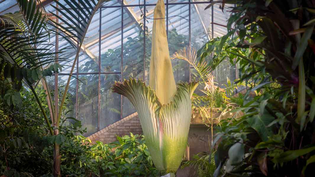 What’s that blooming stench? World’s tallest – and smelliest – flower wows visitors at Kew Gardens