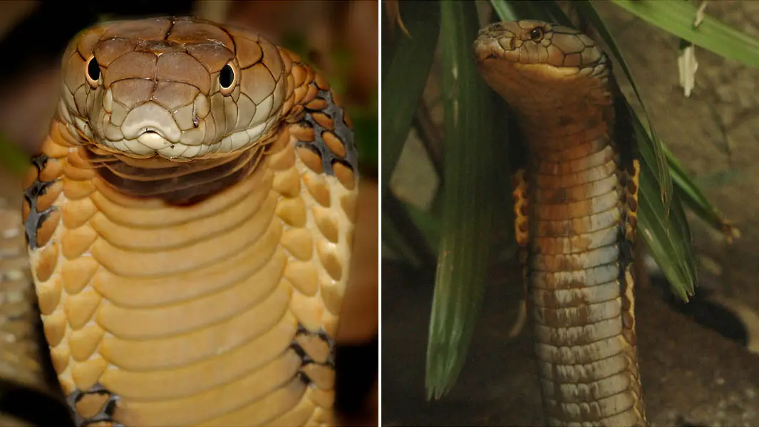 Cobra, Venomous Snake Species & Characteristics