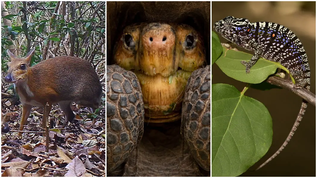 Eight species that been rediscovered after decades lost | Guinness World Records