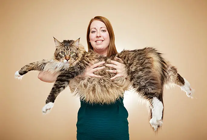 A history of big cats as another Maine Coon becomes the world's longest ...