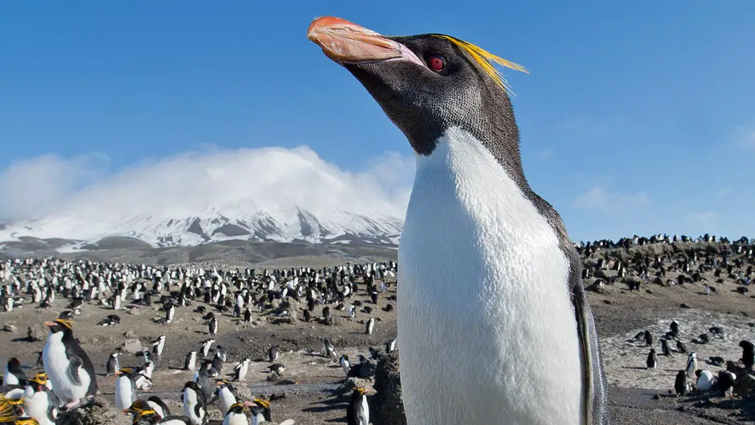 Largest living penguin species | Guinness World Records