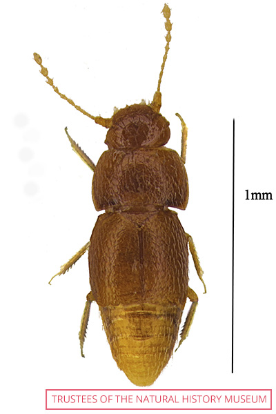 One of the new beetle species named after Greta is Nelloptodes gretae
