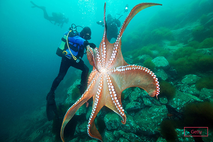 octopus with diver