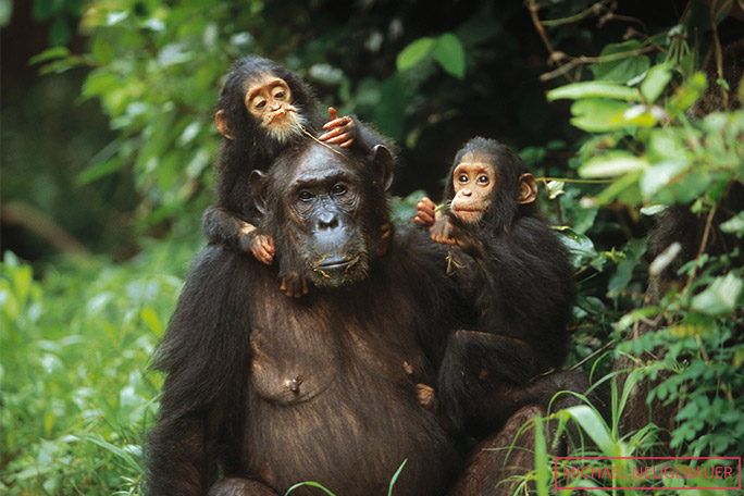 The oldest twin chimpanzees, Golden and Glitter, as youngsters with their mother, Gremlin