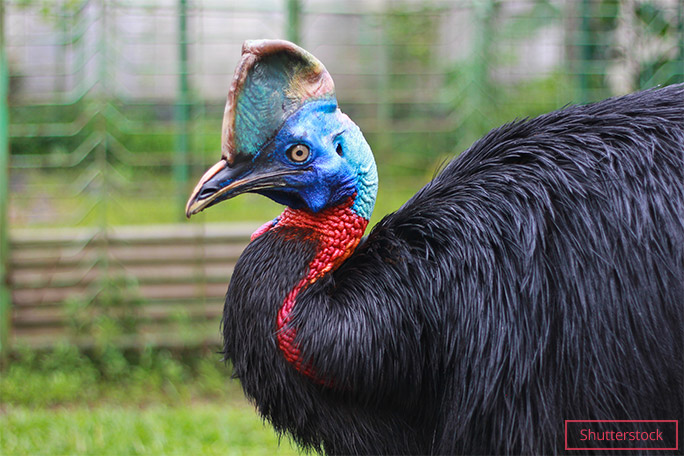 Southern cassowaries are the third-tallest birds, only surpassed by emus and ostriches