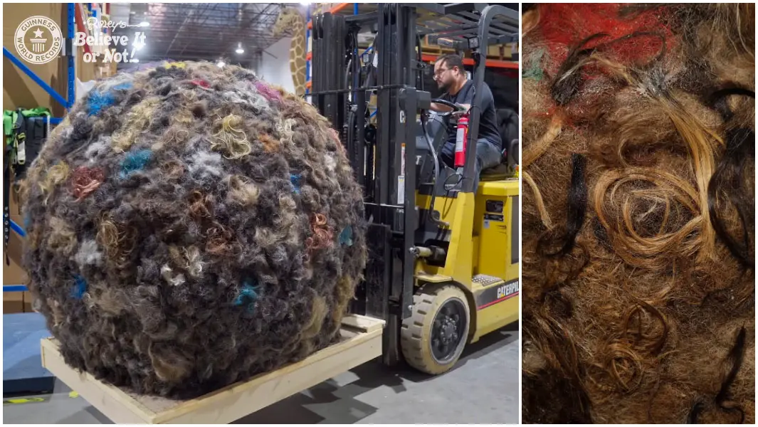 Ball of human hair weighing 225 lbs breaks record
